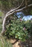 Malva arborea. Цветущее растение. Италия, Тоскана, Монте-Аржентарио. 12.04.2011.