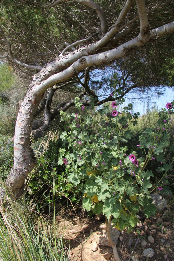 Image of Malva arborea specimen.