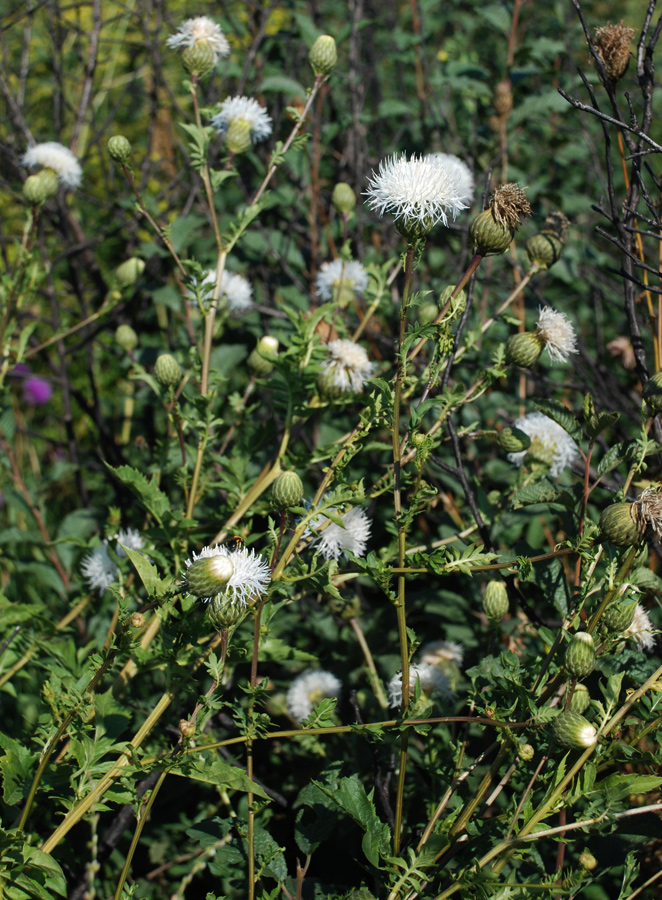 Image of Serratula coronata specimen.