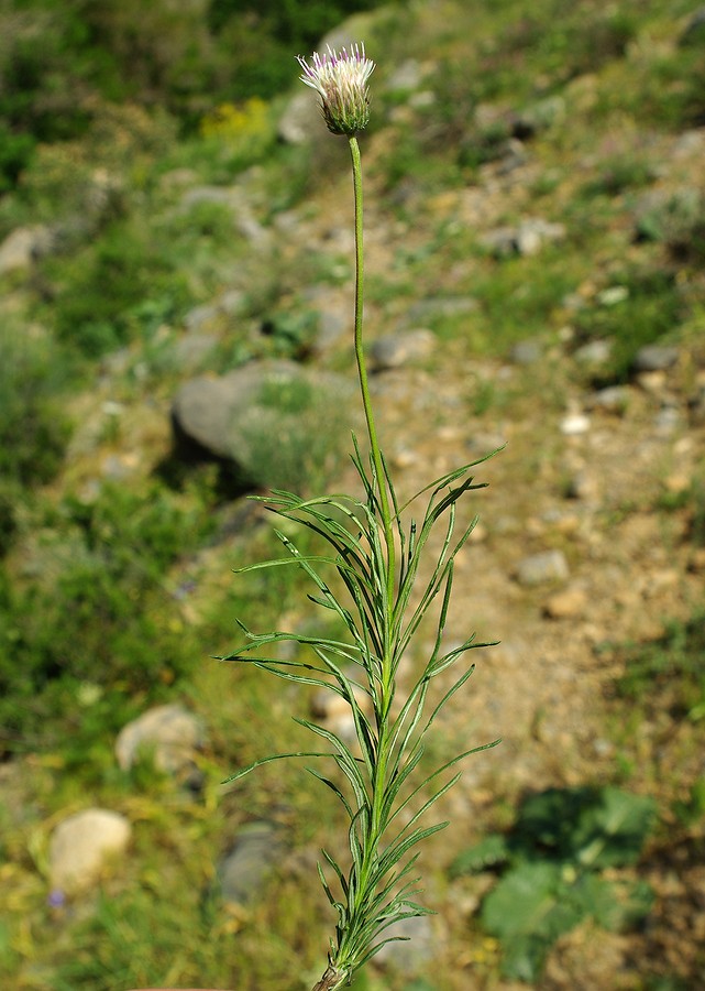 Image of Jurinea suffruticosa specimen.