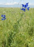 Delphinium grandiflorum. Цветущее растение. Бурятия, Тункинская долина, окр. с. Жемчуг. 21.07.2011.