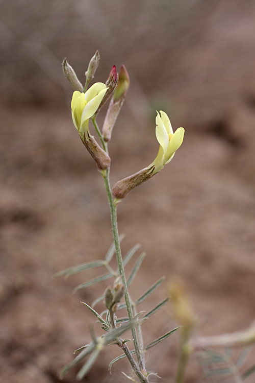 Image of Astragalus lancifolius specimen.