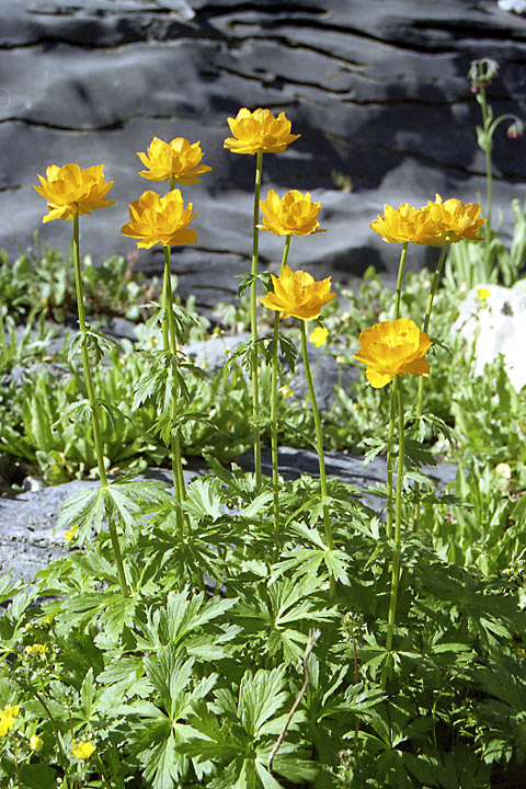 Image of Trollius altaicus specimen.