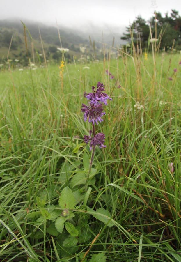 Image of Salvia verticillata specimen.