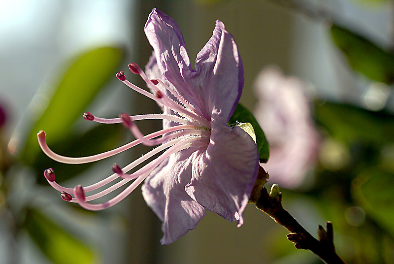 Image of genus Rhododendron specimen.