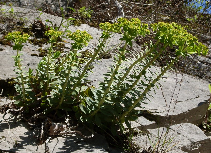 Image of Euphorbia myrsinites specimen.