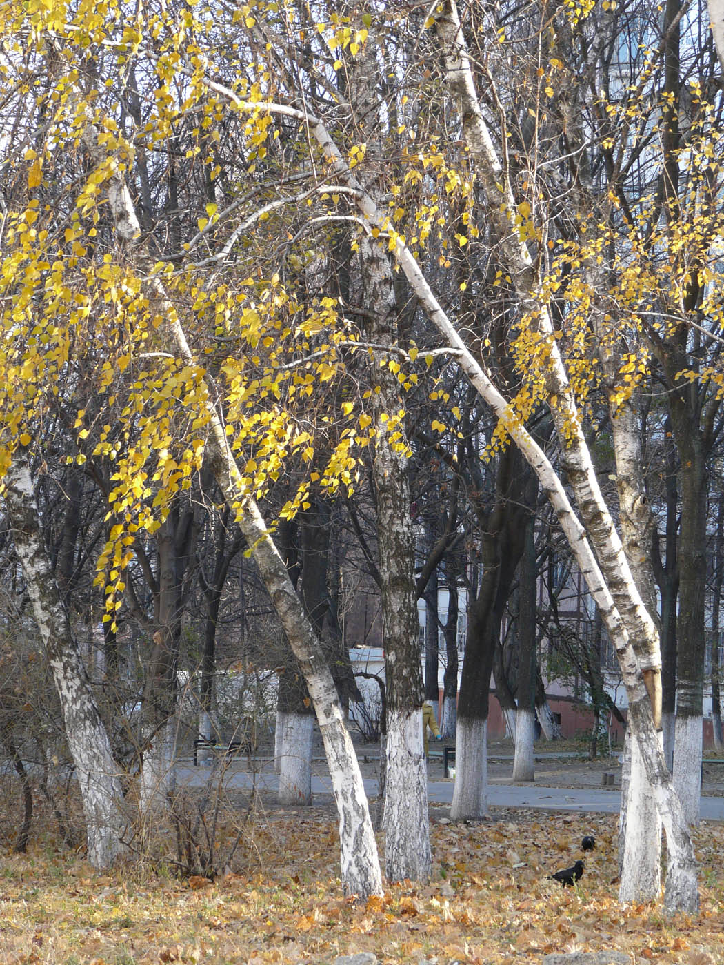 Image of Betula pendula specimen.