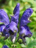 Aconitum degenii. Цветки. Украина, Закарпатская обл., Раховский р-н, хр. Черногора, окр. с. Квасы, 700 м н.у.м., в зарослях кустарников. 28 августа 2008 г.