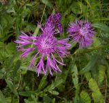 Centaurea jacea. Соцветия. Курская обл., г. Железногорск, вдхр. на р. Речица. 28 июля 2007 г.