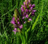 Dactylorhiza sibirica