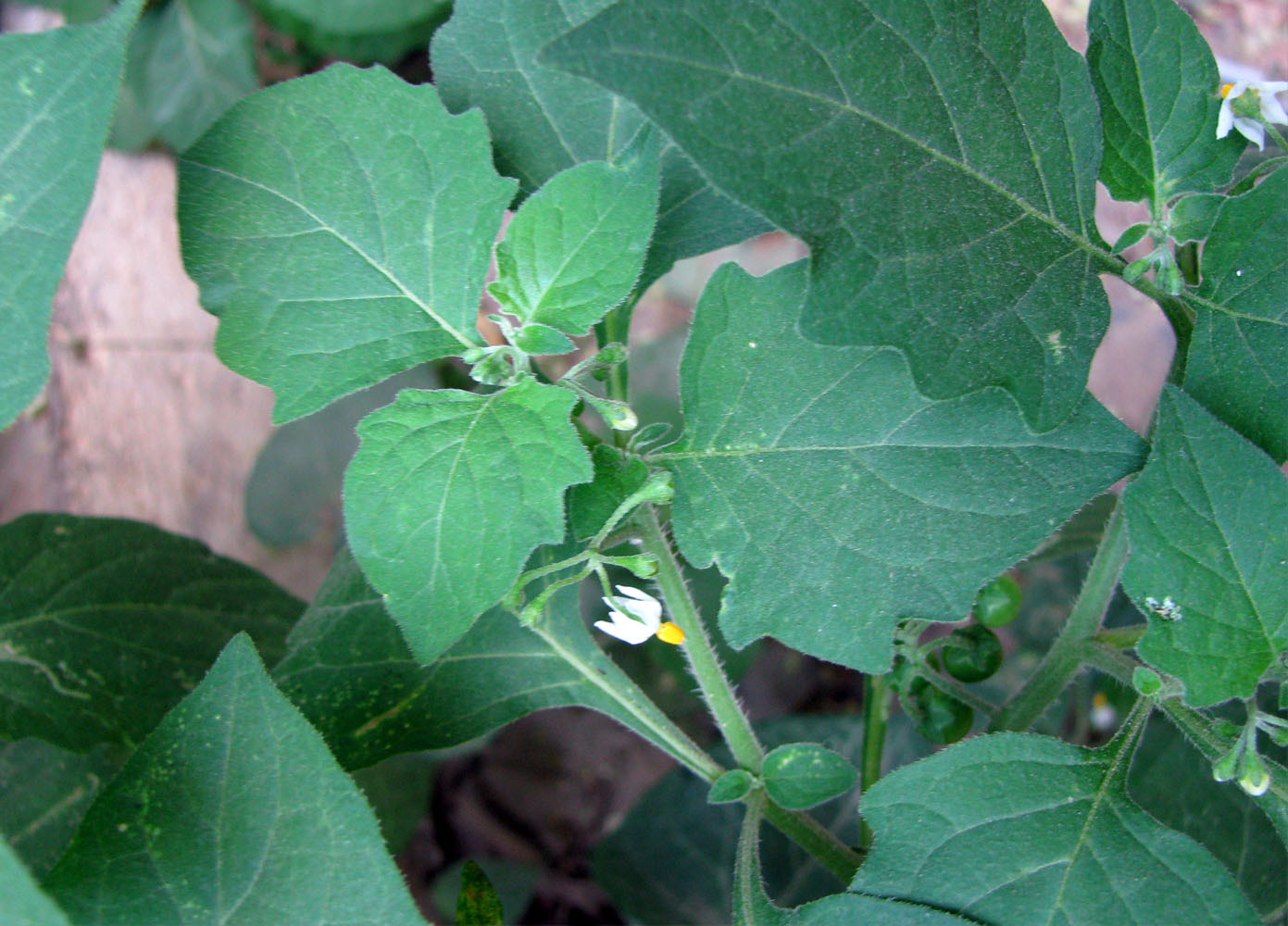 Изображение особи Solanum nigrum ssp. schultesii.