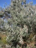 Elaeagnus angustifolia. Плодоносящее дерево. Крым, г. Саки, у дороги возле санатория \"Полтава\". 24.08.2011.