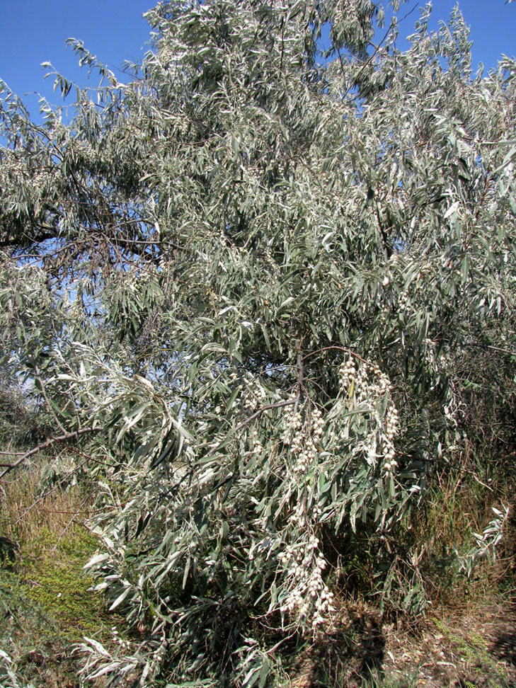 Image of Elaeagnus angustifolia specimen.