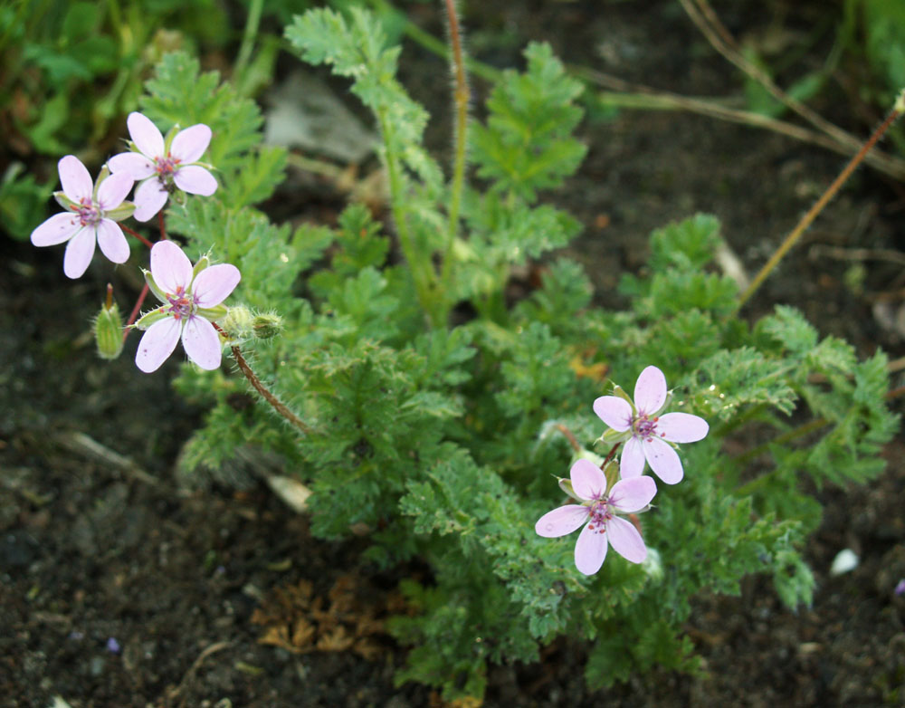 Image of Erodium cicutarium specimen.