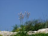 Asphodelus ramosus. Цветущие растения на бровке невысокой каменистой горы. Израиль, Нижняя Галилея, г. Верхний Назарет. 13.03.2011.
