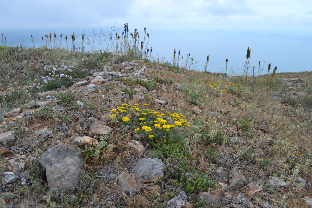 Image of Anthemis monantha specimen.