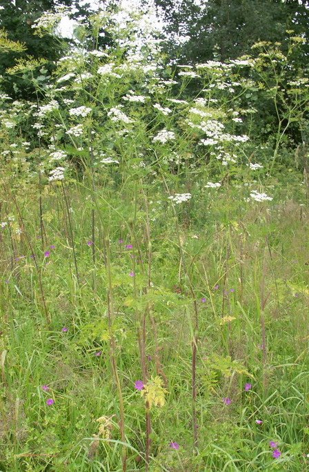 Image of Chaerophyllum bulbosum specimen.