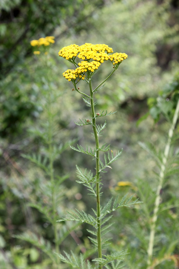 Image of Tanacetum pseudachillea specimen.