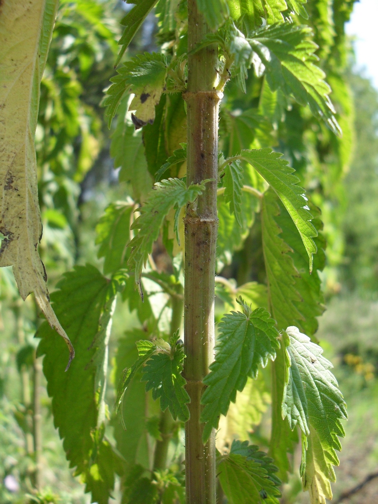 Image of Urtica dioica specimen.