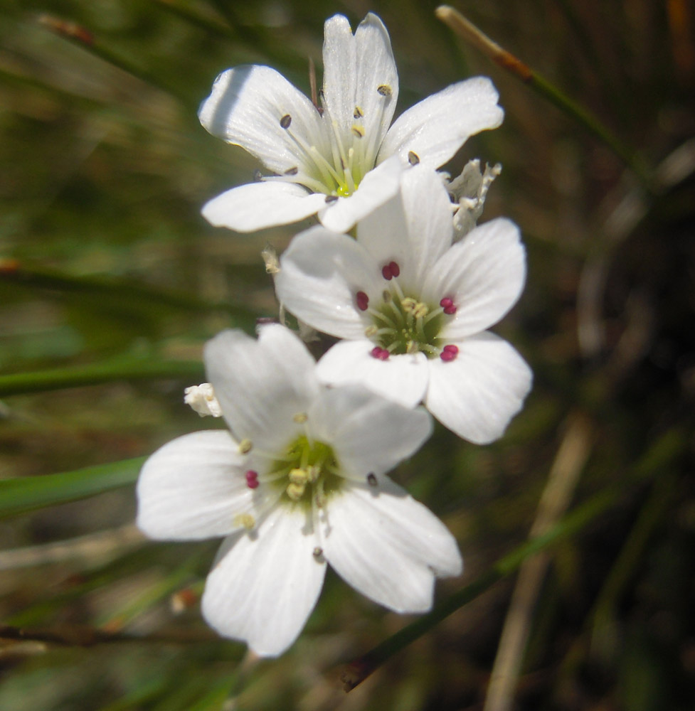 Image of Eremogone lychnidea specimen.