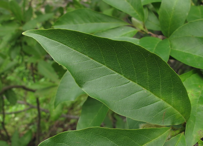 Image of genus Magnolia specimen.