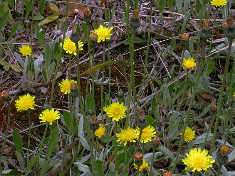 Image of Pilosella officinarum specimen.