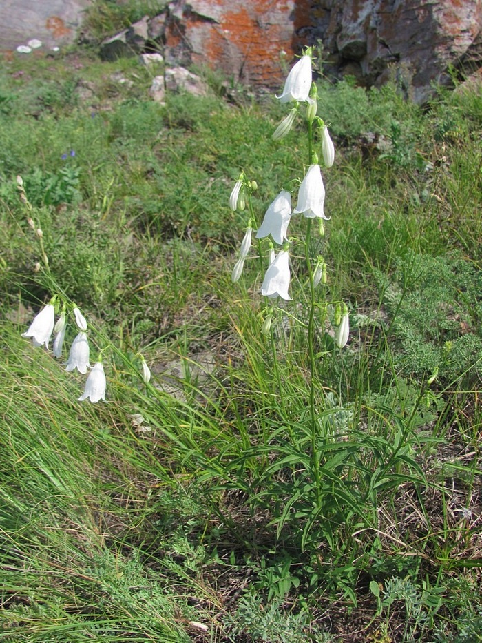 Image of Adenophora coronopifolia specimen.