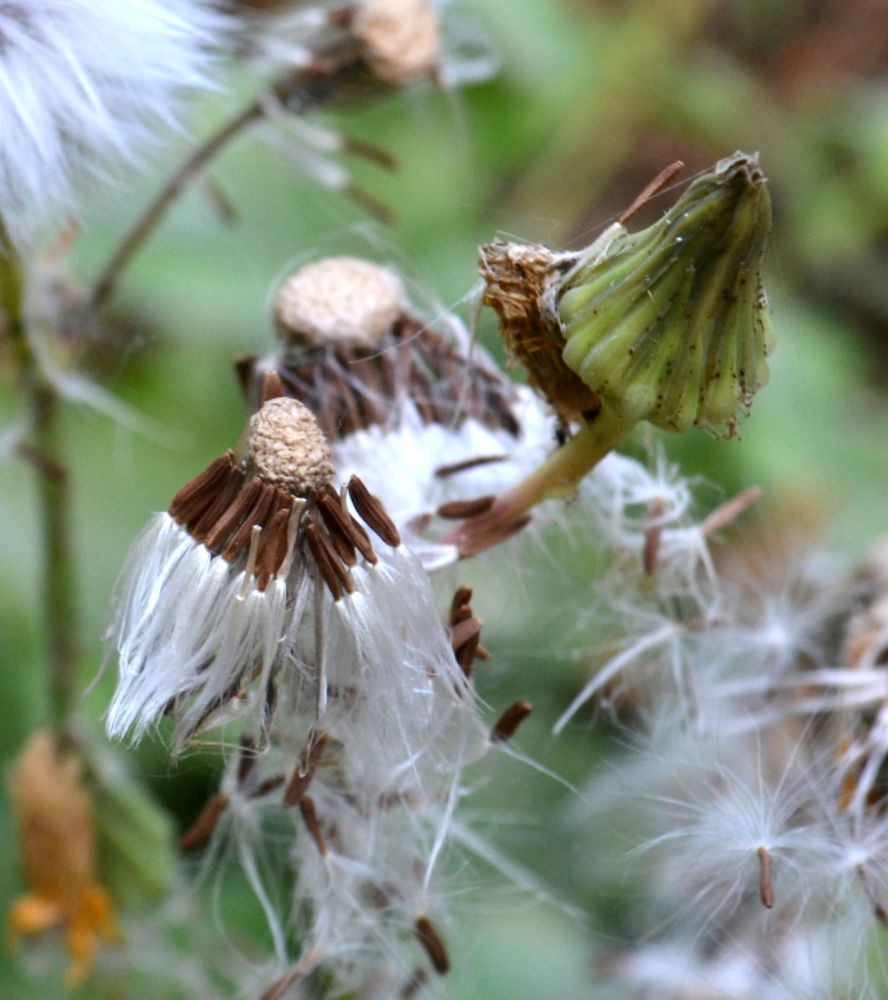 Image of Sonchus arvensis ssp. uliginosus specimen.