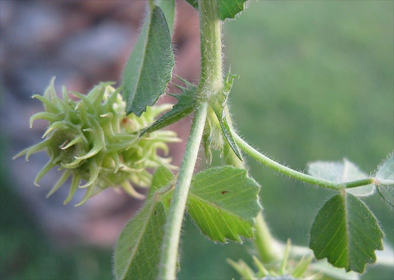 Image of Medicago truncatula specimen.