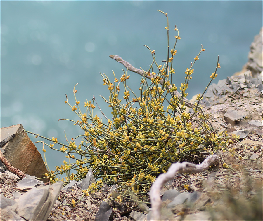 Image of Ephedra distachya specimen.