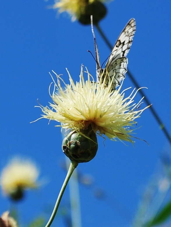 Image of Rhaponticoides turkestanica specimen.