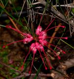 Grevillea longistyla. Соцветие. Израиль, Шарон, г. Герцлия, в культуре. 03.02.2013.