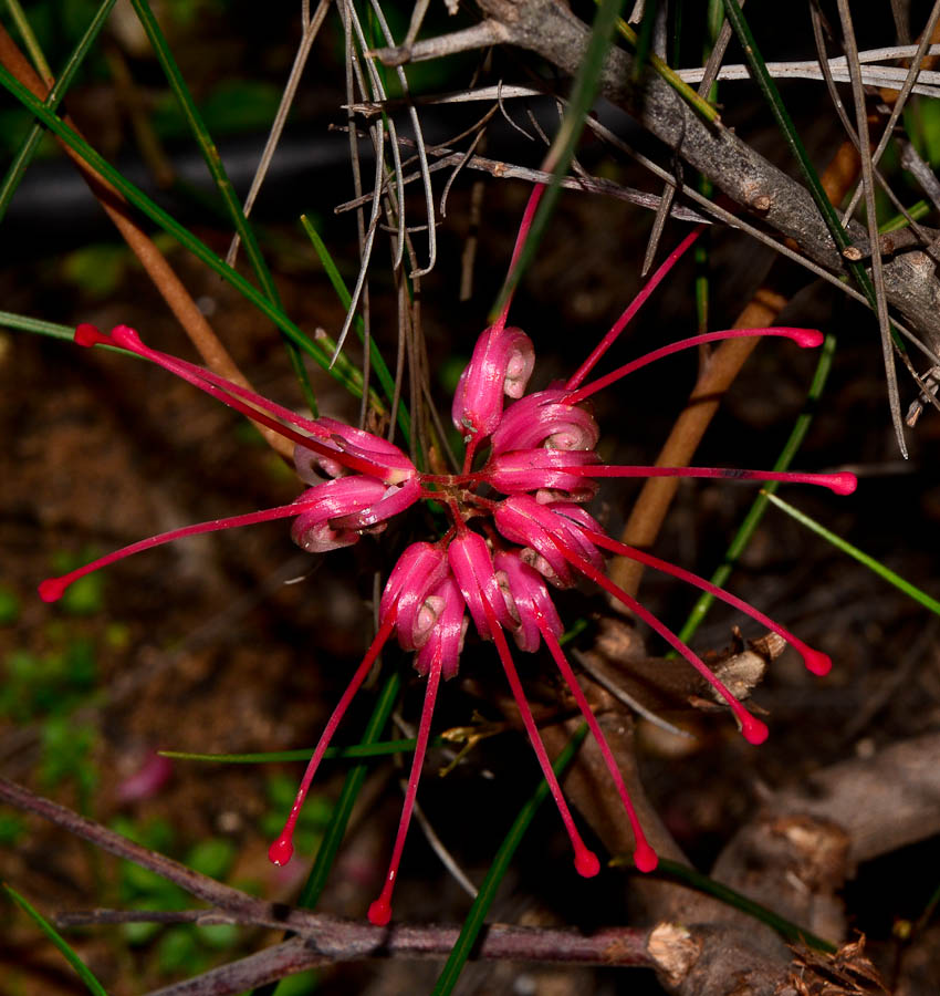 Изображение особи Grevillea longistyla.