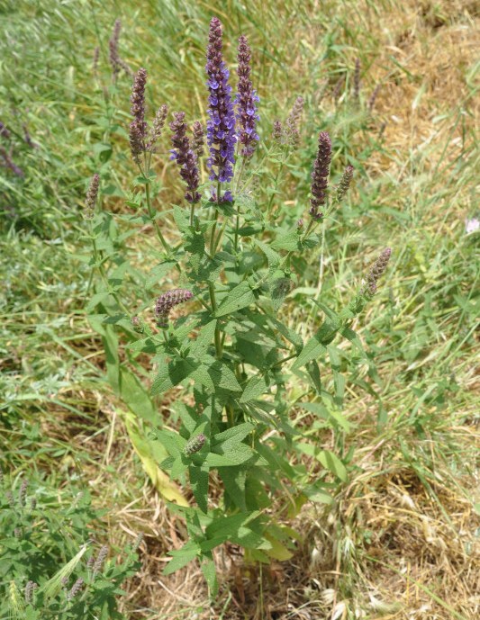 Image of Salvia tesquicola specimen.