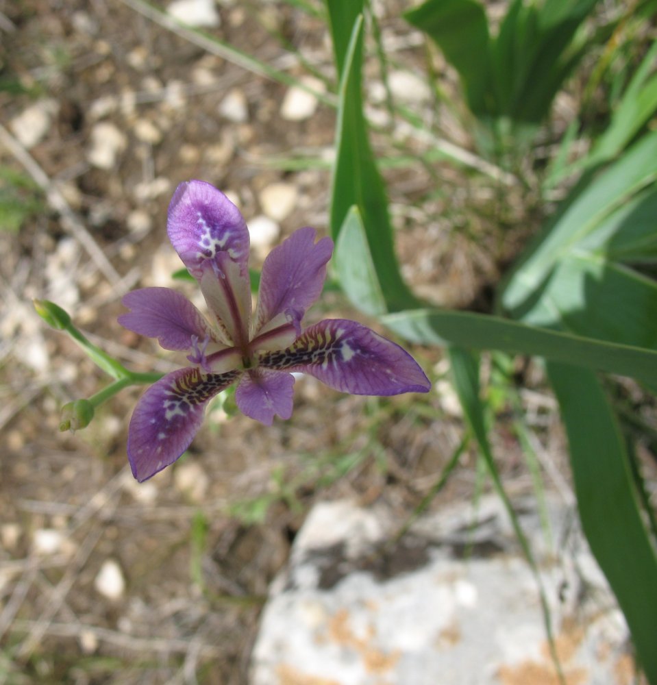 Image of Pardanthopsis dichotoma specimen.