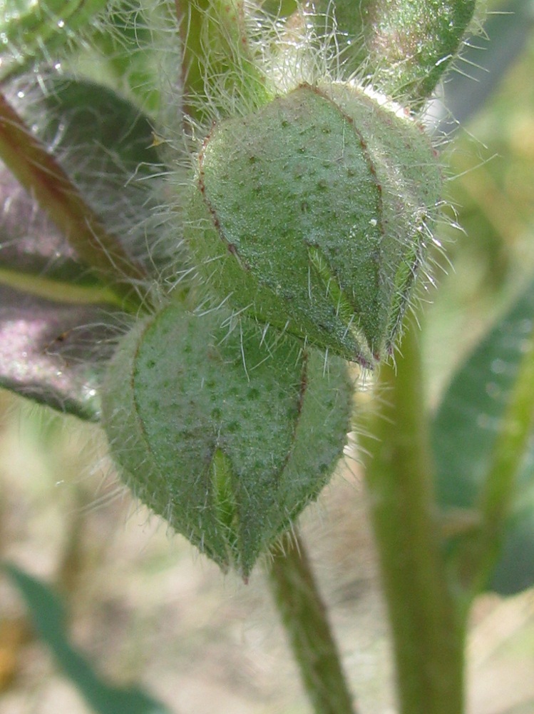 Image of Nonea rossica specimen.