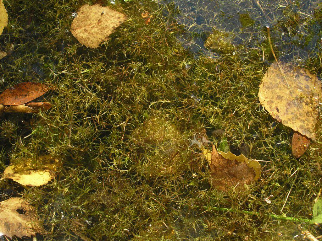 Image of Caulinia minor specimen.