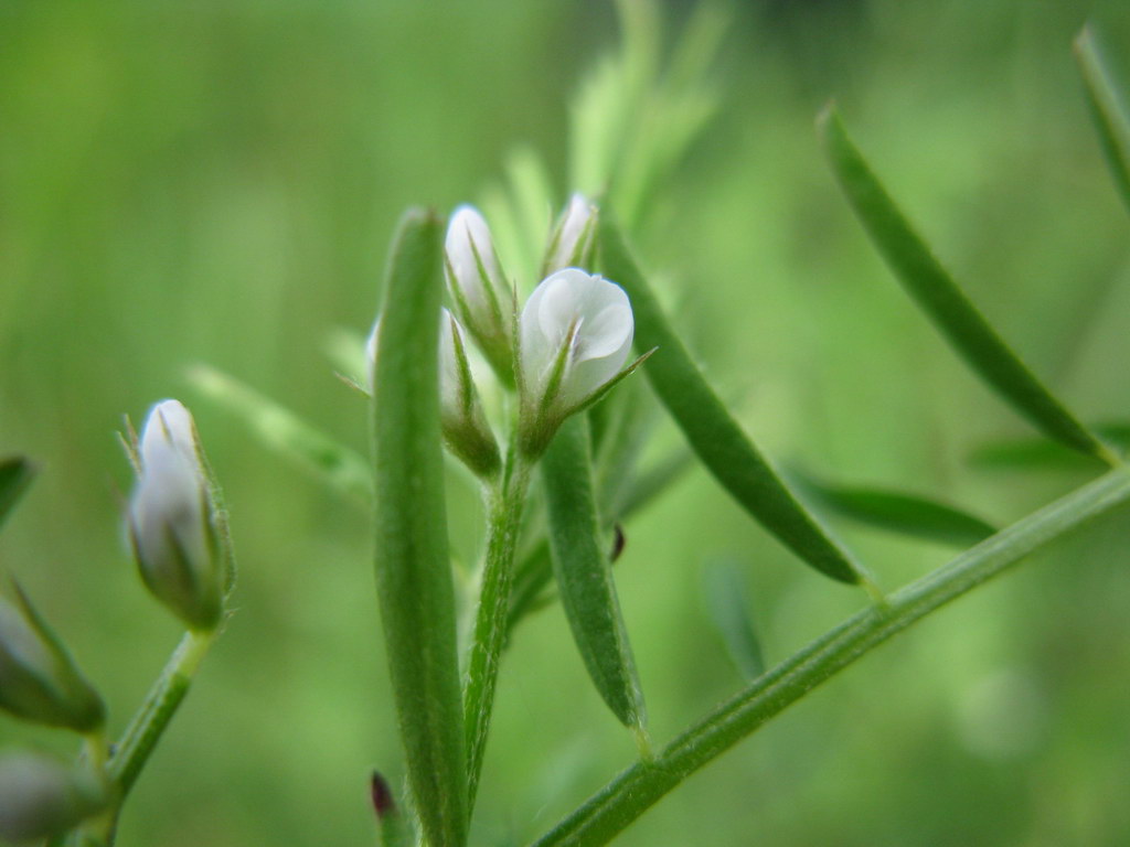 Image of Vicia hirsuta specimen.