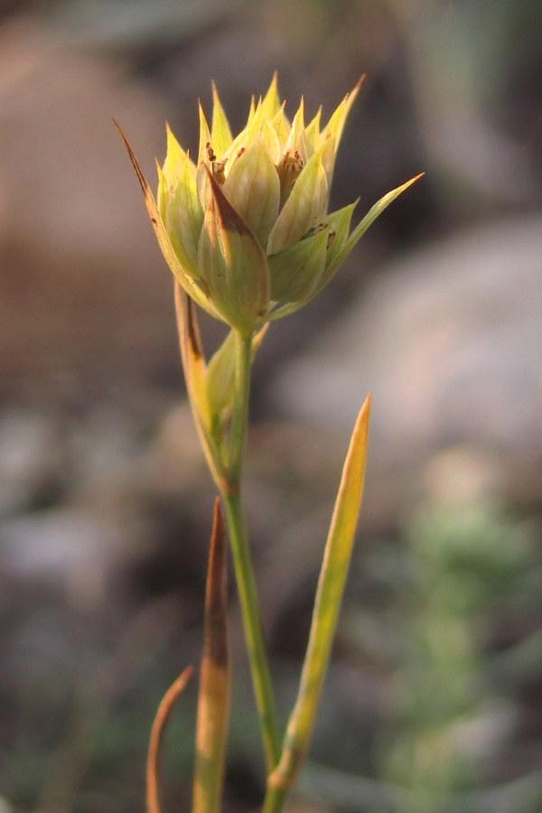 Image of Bupleurum baldense specimen.