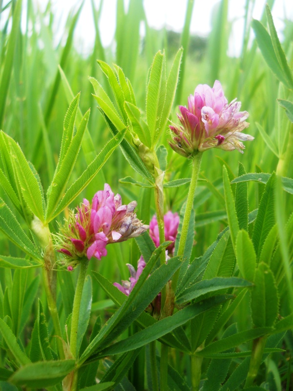 Image of Trifolium lupinaster specimen.