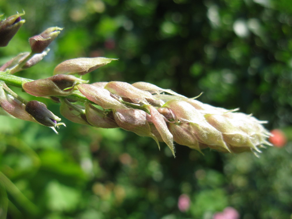 Image of Wisteria floribunda specimen.