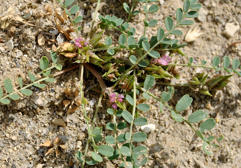 Изображение особи Astragalus ammophilus.