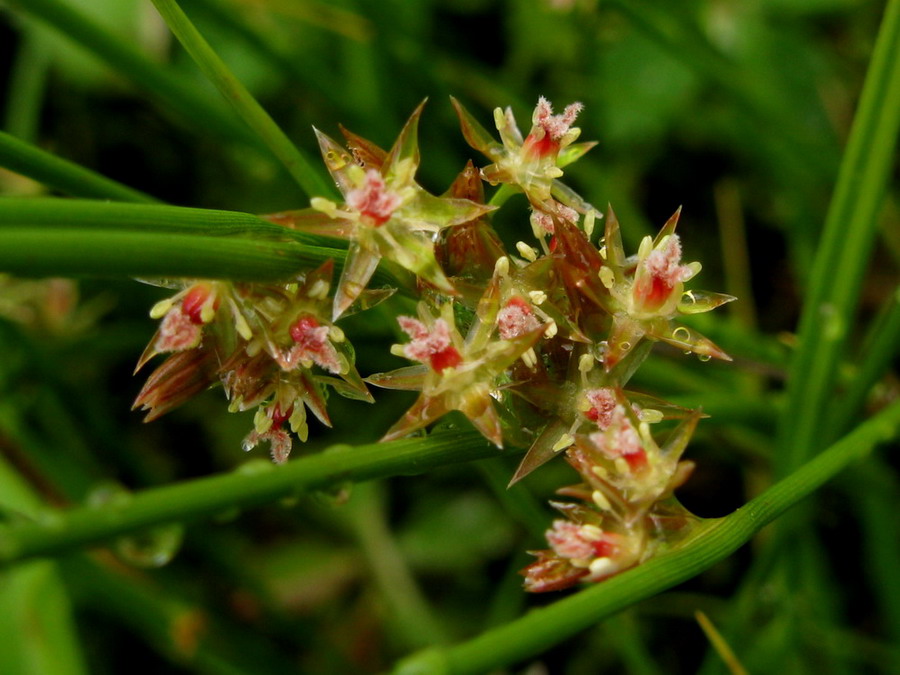 Image of Juncus filiformis specimen.