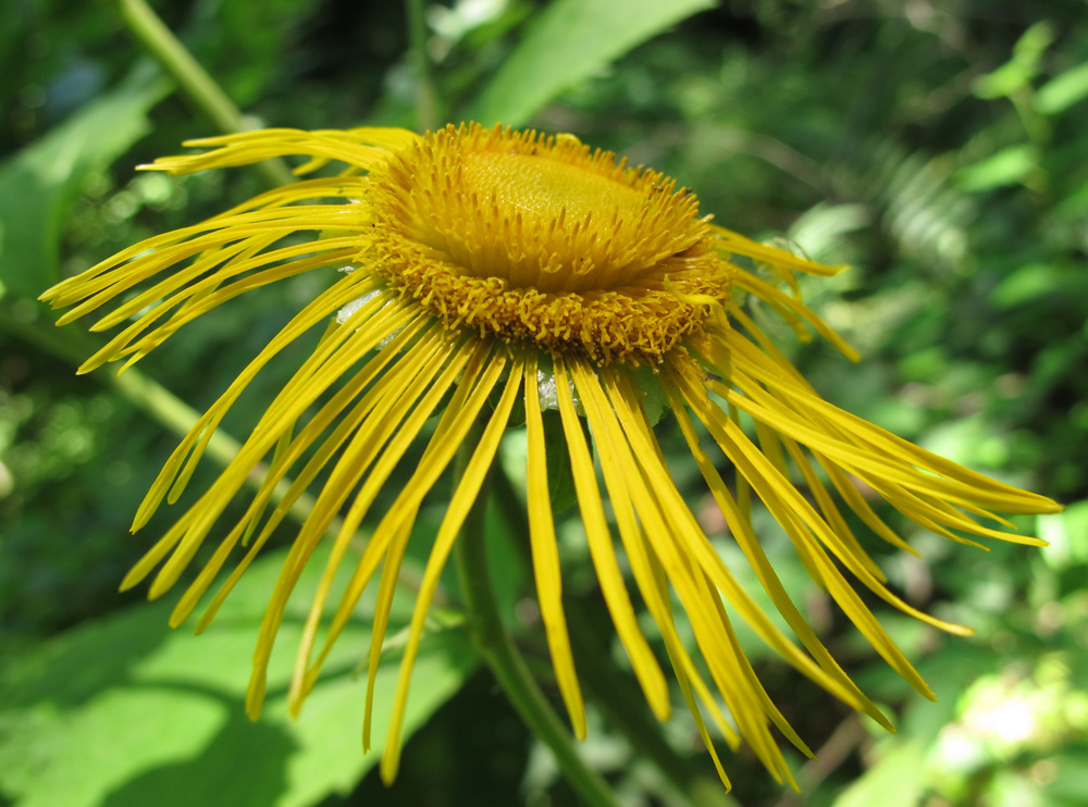 Изображение особи Telekia speciosa.