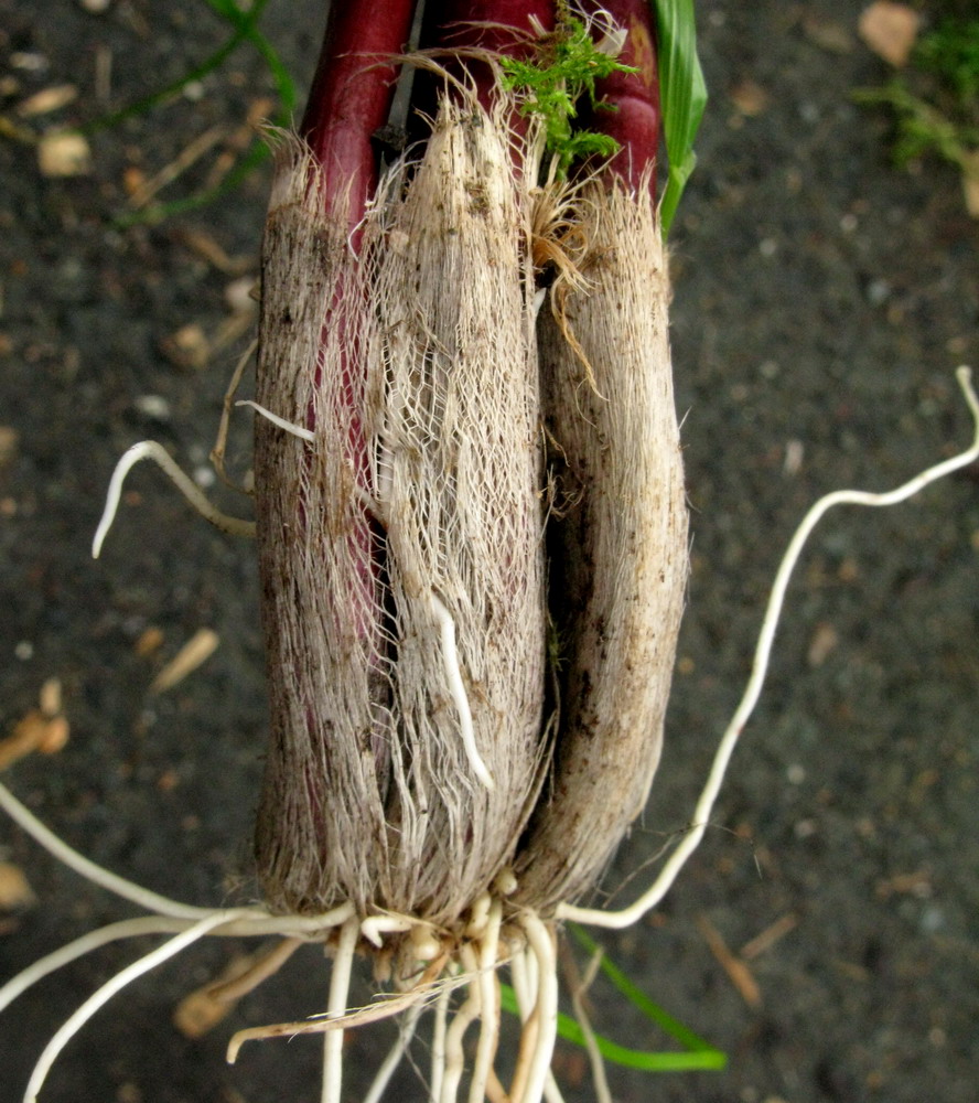 Image of Allium microdictyon specimen.