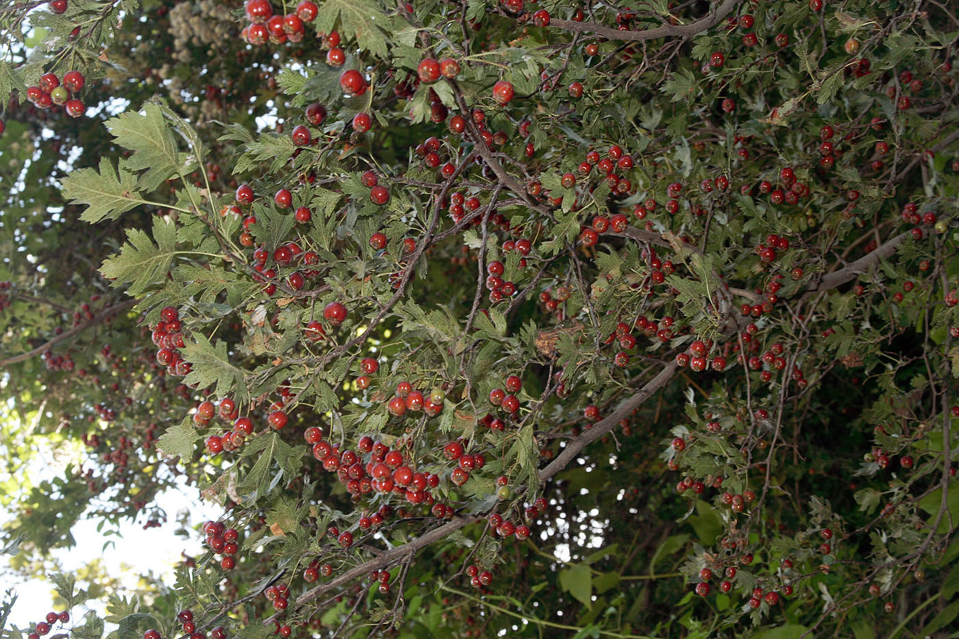 Изображение особи Crataegus pseudoambigua.