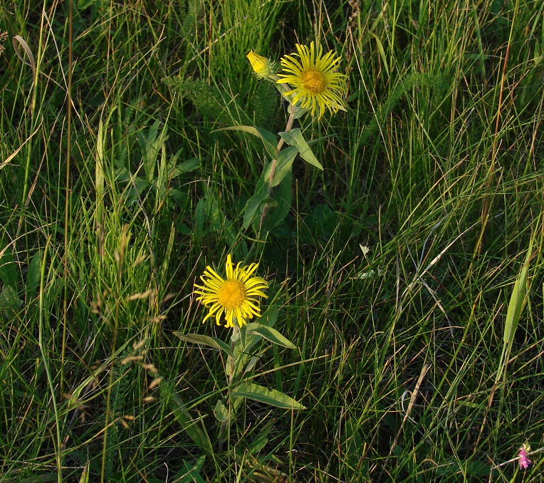 Image of Inula britannica specimen.