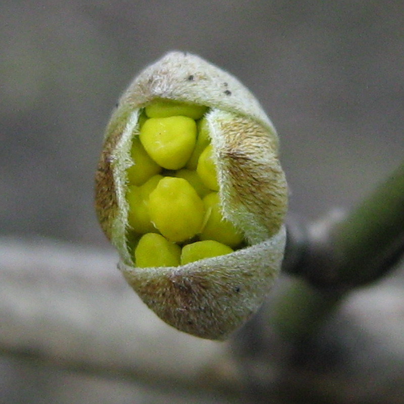 Image of Cornus mas specimen.