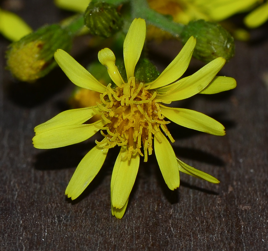 Image of Dittrichia viscosa specimen.