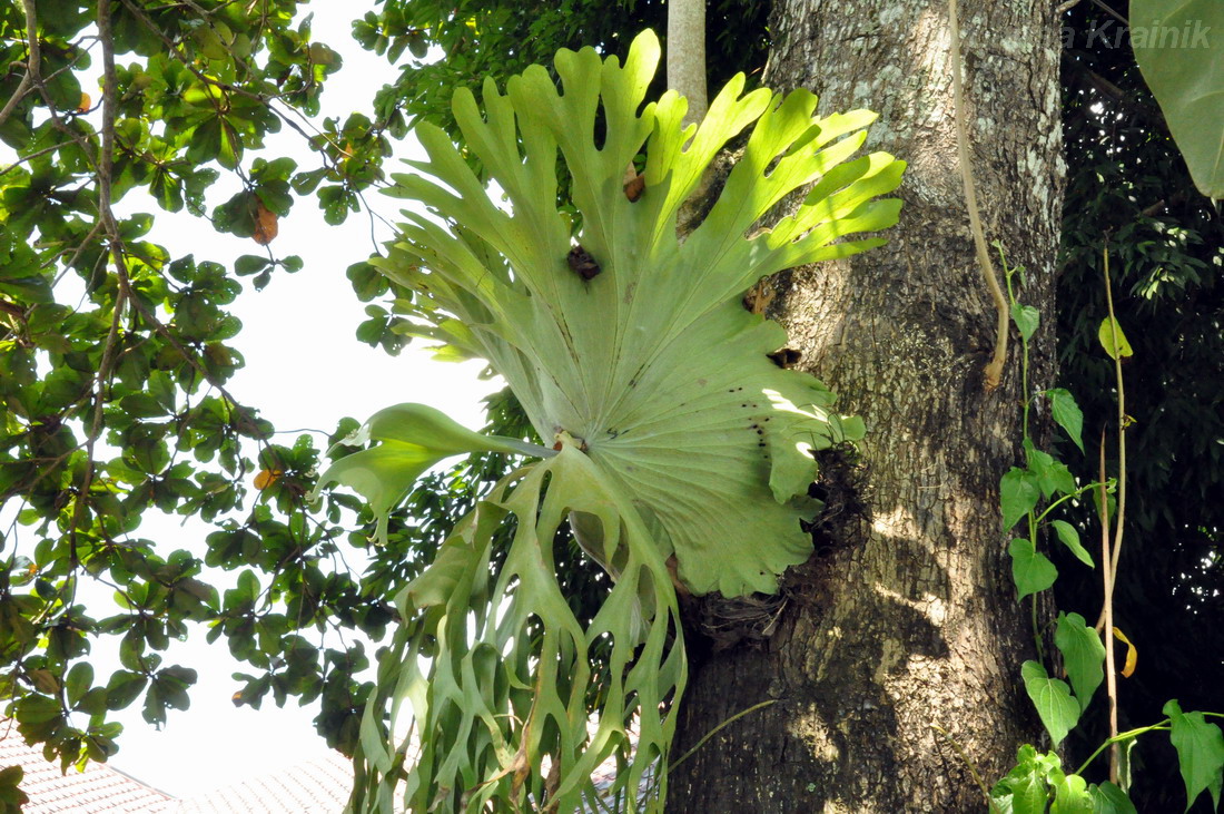 Image of genus Platycerium specimen.